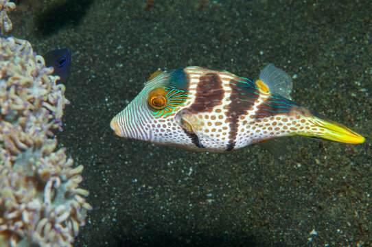 Lantern toby pufferfish swimming over sandy seabed in Lembeh Indonesia