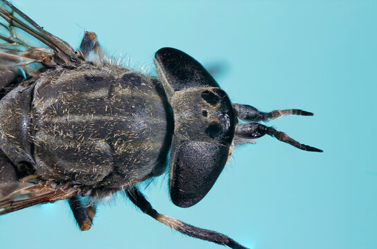 gadfly on a light background. wildlife. colorful detailed macro photo of an insect. close-up. space for text. screensaver