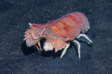 Flathead Lobster Crawling on Volcanic Sand in Lembeh Indonesia