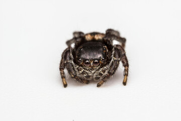 jumping spider. close-up. portrait of a spider with eyes. extreme close-up. screensaver. cute and kind spider. 8 eyes.