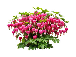 Stunning image of pink bleeding heart flowers with lush green foliage against white
