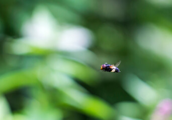 fly in flight . insect flight. colorful photo of wildlife. macro photo of an insect. close-up. space for text