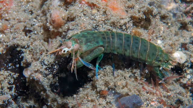 Short beak mantis shrimp exploring sandy seafloor habitat in Lembeh, Indonesia