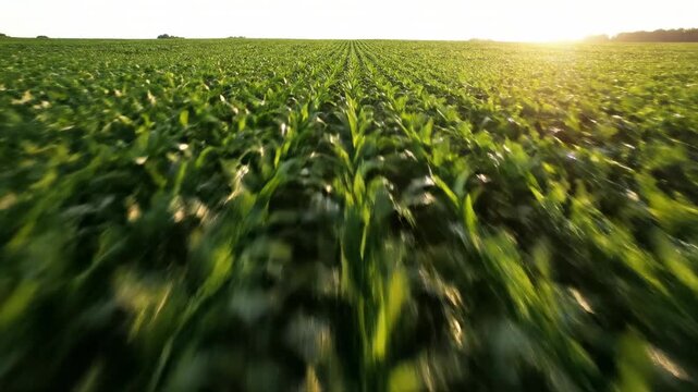 Stabilized low angle cinematic shot moving quickly over parallel rows of lush green agricultural crops showcasing rich texture and uniform plant geometry lush, geometry, crops