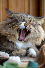 hilarious close-up portrait of long-haired tabby cat yawning widely. fluffy feline displays sharp teeth and pink tongue, making face that looks like it is roaring, screaming against wooden background.