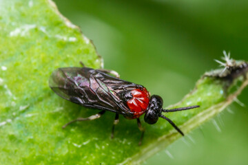 real sawfly. . wildlife. colorful detailed macro photo of an insect. close-up. space for text. screensaver. bokeh