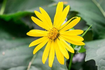 bright rudbeckia flowers. colorful detailed macro photo of a flower. blurred background with highlights, bokeh. space for text. natural beauty.