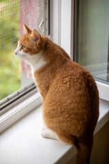 A ginger and white cat sits on a white window sill and looks outside through a reinforced safety screen. This vertical profile view highlights responsible pet ownership and window safety measures