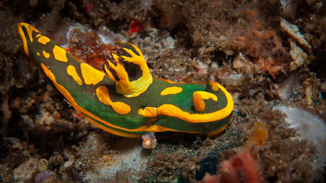 Colorful Tambja gabrielae Nudibranch on Sandy Lembeh Seafloor in Indonesia