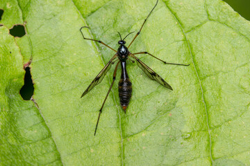 cranefly on a green leaf. colorful detailed macro photo of an insect. screensaver. wildlife. close-up. space for text.