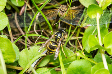 predatory wasp. on the hunt. insect battle. wasp caught a dragonfly. colorful macro photography of...