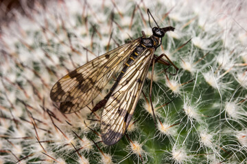 Mecoptera on a mammillaria cactus. colorful detailed macro photo of an insect. screensaver. wildlife. close-up. text space.
