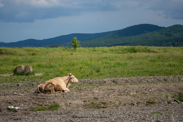 a cow resting in a grassy field with hills in the background.A light brown domestic cow is lying down on a patch of dirt and grass in the foreground