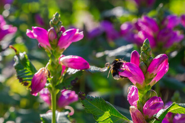 Chelone flower on a blurred background.