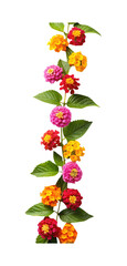 Fototapeta premium Beautiful arrangement of colorful Lantana flowers and vibrant green leaves