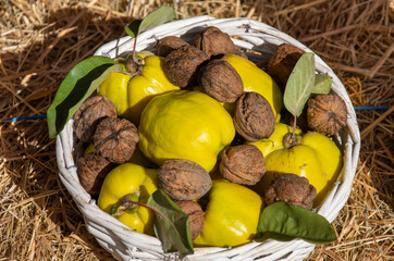  a basket containing quinces and walnuts. Quince is a bright yellow, fragrant pome fruit related to apples and pears, while walnuts are edible nuts. 