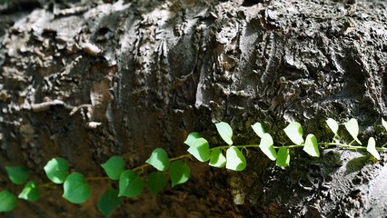 Close-up of vibrant yellow birch bark with textured detail