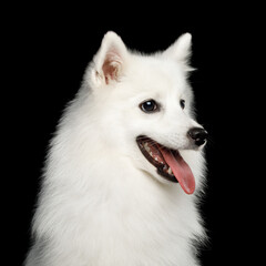 Portrait of Japanese Spitz dog with ipened mouth isolated on black background. profile view