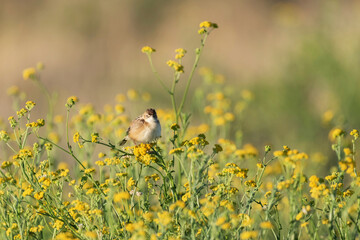 Pipit dans un champ de tanaisie au printemps en Namibie