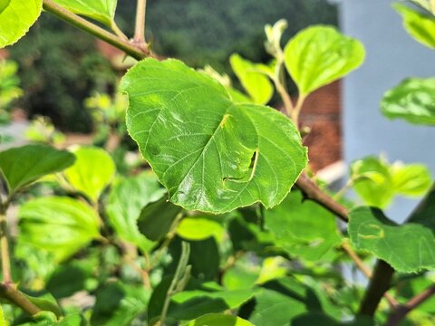 Fresh bidara leaves growing under bright sunlight in a rural Indonesian garden. The close-up texture highlights their natural shape and vibrant green color, often used for wellness, herbal care, and t