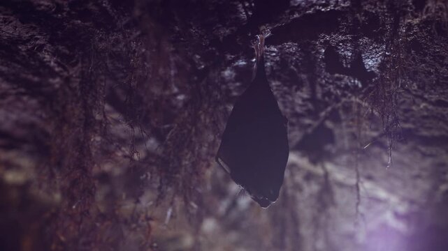 Close up small lesser horseshoe bat covered by wings, hanging upside down on top of by roots growth arched cellar while hibernating. Creative wildlife take. Creatively illuminated blurry background.