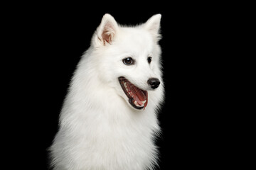 Portrait of Japanese Spitz dog isolated on black background. profile view