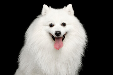Portrait of Japanese Spitz dog stare in camera isolated on black background. front view