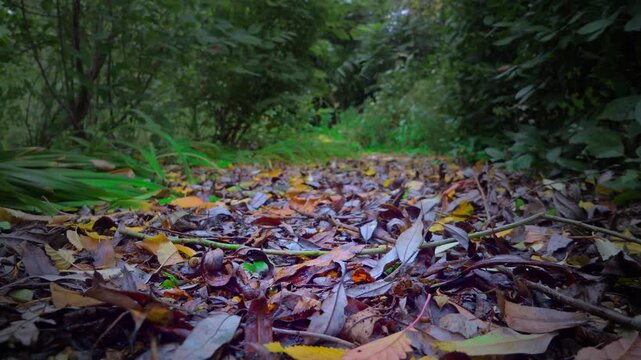 A single red leaf falls on a garden or park path in a beautiful autumn scene. The leaf is intentionally blurred to give the appearance of a dreamscape.