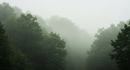Fototapeta premium Misty Forest Landscape with Dense Green Trees and Foggy Atmosphere