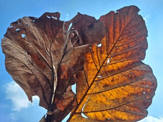 Dry leaf with natural holes photographed against a bright blue sky, highlighting decay patterns and organic imperfections. Ideal for themes of change, nature cycles, texture studies, and artistic comp