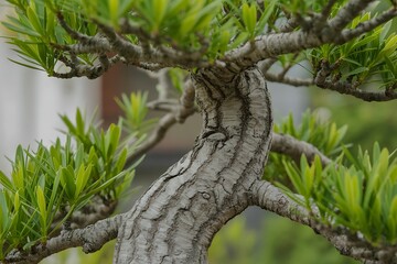 Fototapeta premium Close-up of aged bonsai tree trunk with green needles and branches