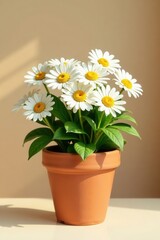 Fototapeta premium Sunlit Daisies in a Terracotta Pot A Delightful Display of Springtime Blooms