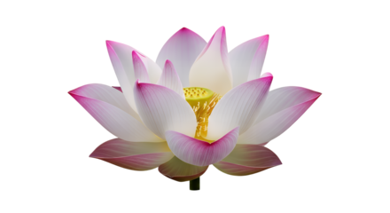 Beautiful Lotus Flower Isolated on Transparent Background for Spiritual and Design Use