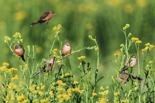 Astrilds ondul&eacute;s dans un champ de tanaisie au printemps en Namibie