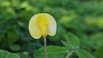 Bright yellow flowers with green leaves convey delicate beauty.