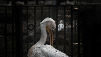 White pelican grooming in front of dark fence