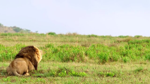 Deep grunts and roars from territorial male African lion lying down in field