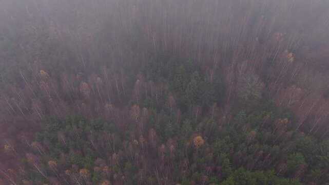 Mixed forest in mysterious mists from an aerial view in autumn. The cold and silence of tall trees.