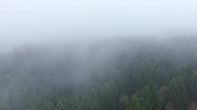 Drone view of a foggy forest filled with dark conifers creating a mysterious chilly autumn atmosphere.
