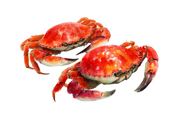 Two Freshly Cooked Red Crabs on a White Background.