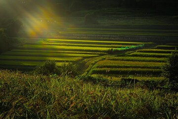 棚田の夕刻