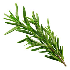 Fototapeta premium Fresh rosemary sprig with green leaves, transparent background