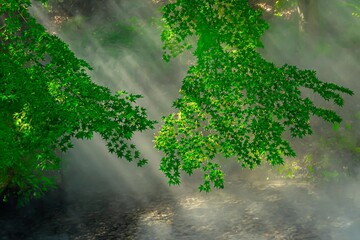 せせらぎのミスト