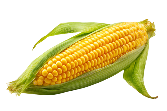 Fresh Yellow Corn Cob Partially Husked on Black Background