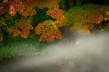 せせらぎのミスト