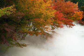 せせらぎのミスト