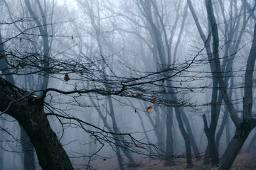 Dark foggy forest during a cold autumn day