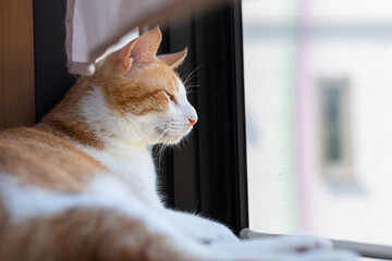 窓の外を眺める可愛い猫　茶トラ白	