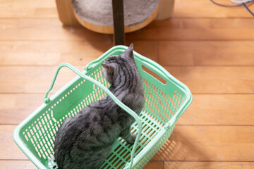 カゴの中でくつろぐ可愛い猫　サバトラ猫