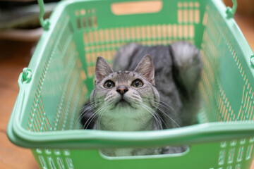 カゴの中でくつろぐ可愛い猫　サバトラ猫